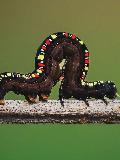 A close-up of the 'Dhore' caterpillar, revealing its beautiful and intricate patterns of red, yellow, and black spots.