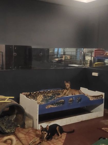 Wagg City - Cage-Free Dog Boarding & Daycare No Cages, Just Comfort: Indoor Living photo 30