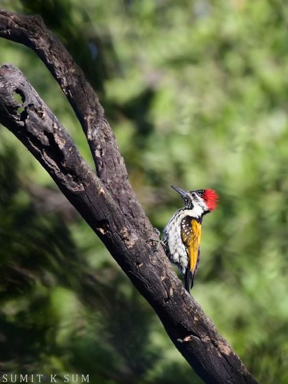 A wider shot of the Black-rumped Flameback, showing its environment and the scale of the tree it calls home.