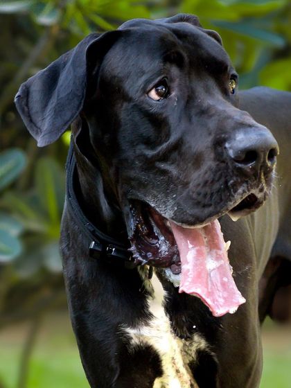 A classic portrait of Sabbath, showing off his handsome face and gentle eyes. Even with his goofy tongue out, his noble character is undeniable.