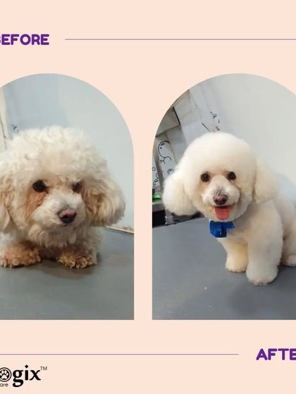 Happy pet, happy us. This poodle is looking fluffy, clean, and cheerful after a complete grooming session.
