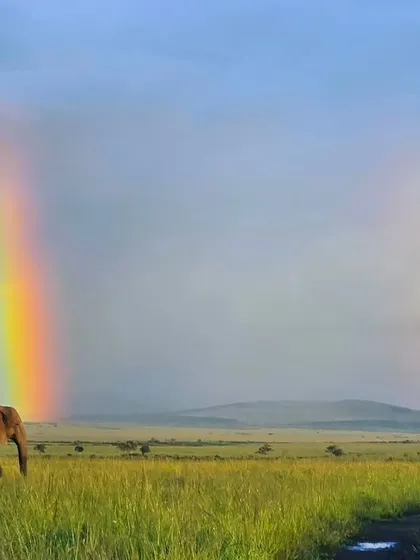 A moment of pure magic in the Masai Mara as an elephant walks under a rainbow. These are the once in a lifetime shots that we are always ready for.