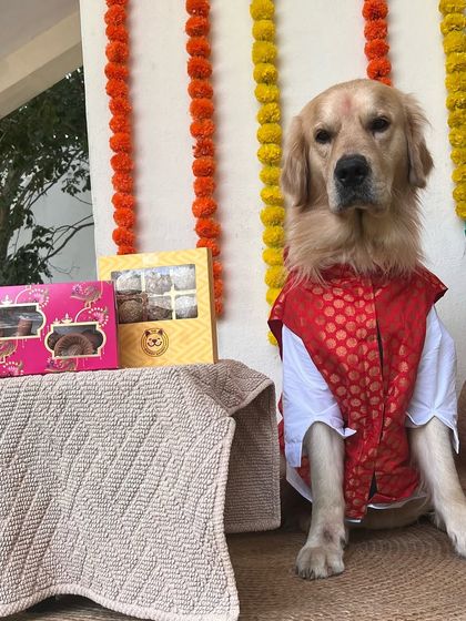Dressed in his festive best! This dapper dog is ready to celebrate Diwali with his very own gift boxes filled with healthy, delicious treats.