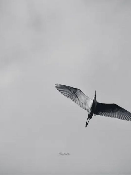 Lalith - Wildlife & Nature Photography Wings in Motion photo 36