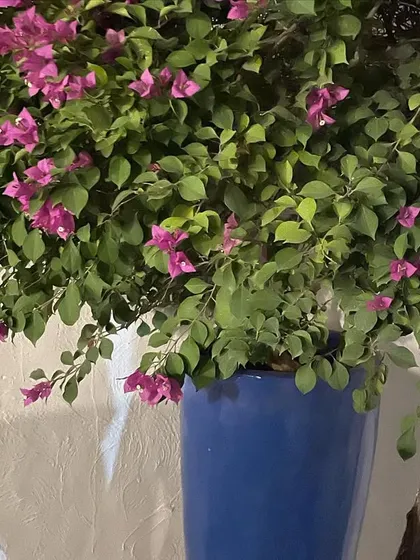 A close-up of a bougainvillea in a blue pot, showing its vibrant pink flowers against the green leaves. I carefully select healthy, blooming plants for my projects.