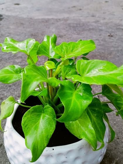 Multiplex Urban Green - Landscape & Garden Services Vertical Gardens & Office Greenery photo 19