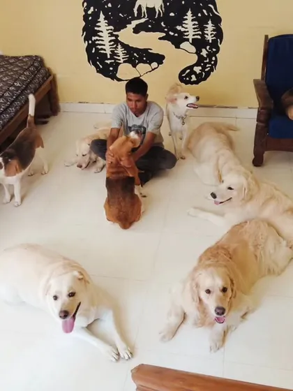 A wide view of the indoor play area, filled with dogs of all shapes and sizes.