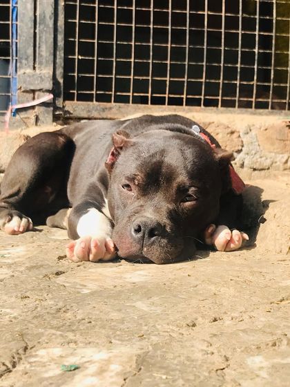 Sultan resting in the sun, a picture of pure relaxation.