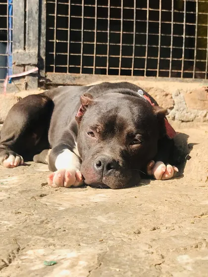 Sultan resting in the sun, a picture of pure relaxation.