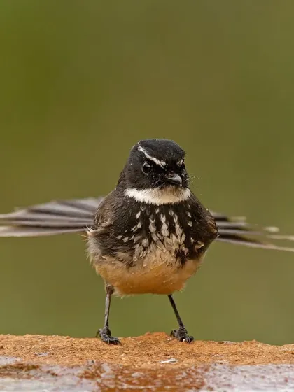 A White-browed Fantail faces the camera with its tail fanned out, a characteristic display for this energetic little bird.