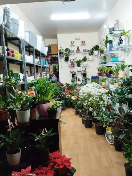 This is the view that greets you when you walk in. A pathway of plants leads you through the store, with colorful poinsettias and white flowering plants ready for you to explore.