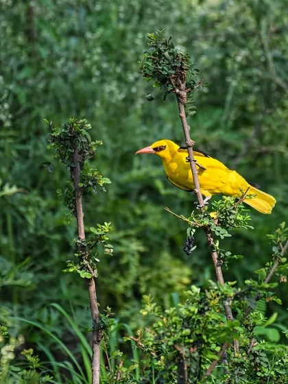 A vibrant Golden Oriole adds a splash of brilliant yellow to the green landscape of Bharatpur. This park is a fantastic destination for bird photography, with beautiful subjects at every turn.