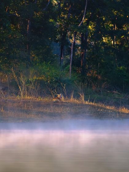 The Royal Bengal Tiger photo 8