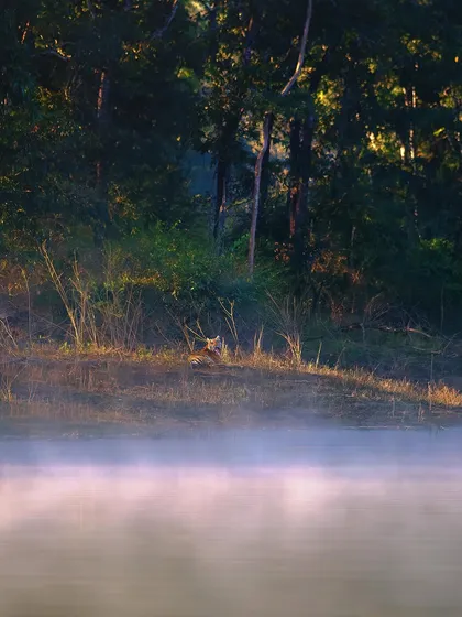 "Morning Jazz by the River." On a misty morning at the Bhadra Tiger Reserve, we glided down the river to find this magnificent tiger basking in a patch of sunlight. A rare and magical sighting in a truly breathtaking setting.