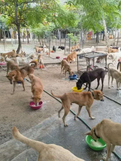 This is feeding time at VOSD. Every day, we prepare and serve over 3 tons of fresh, nutritious food to more than 1800 dogs. This massive undertaking is the foundation of their recovery and well-being.