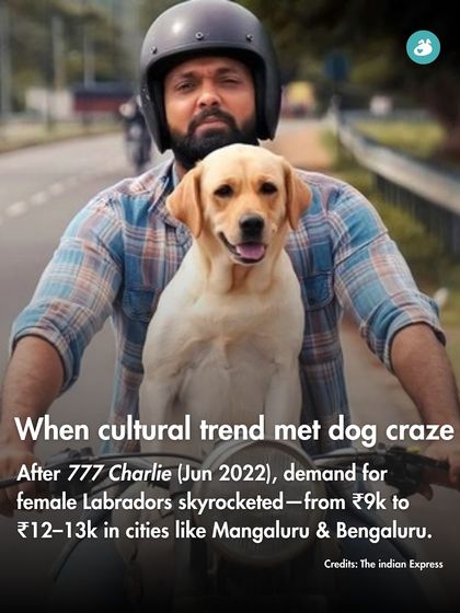 The Pack - Online Pet Parent Community A Voice for Every Dog photo 24