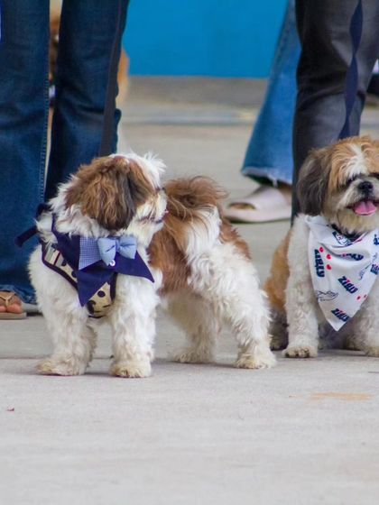 Zigly - Pet Supplies From Our Community: Happy Pets & Parents photo 32