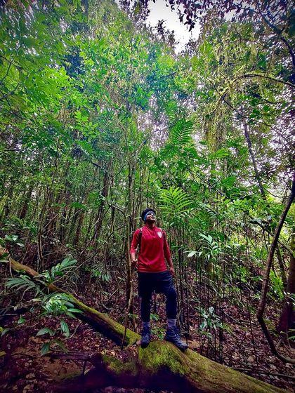 A trekker looks up at the tall trees in a forest. Our treks take you deep into the heart of nature, offering a chance to disconnect and be present.