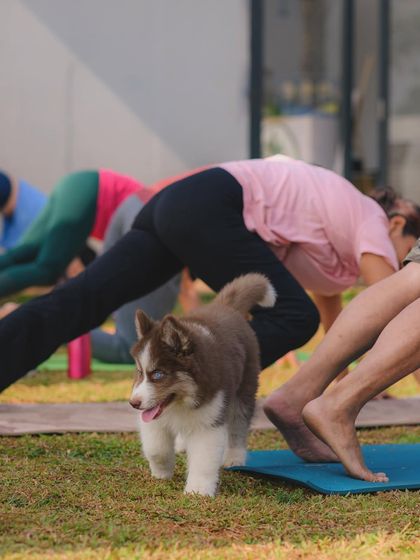 The Pawsome Camp - Dog Party & Event Hosting Special Events & Workshops photo 28