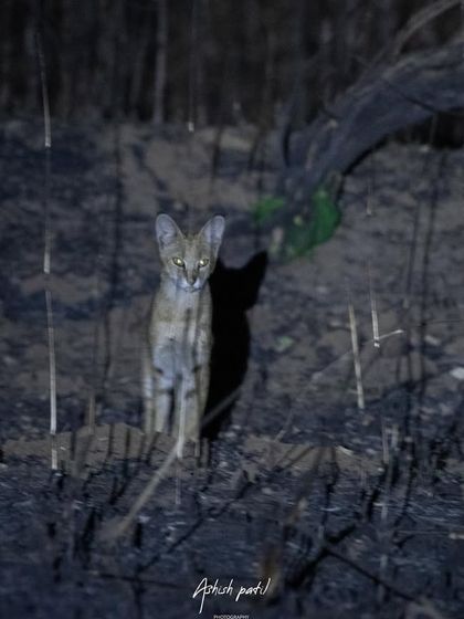 Another shot of the Jungle Cat, this time with its shadow creating a dramatic effect. We explore creative compositions even in the challenging conditions of a night safari.