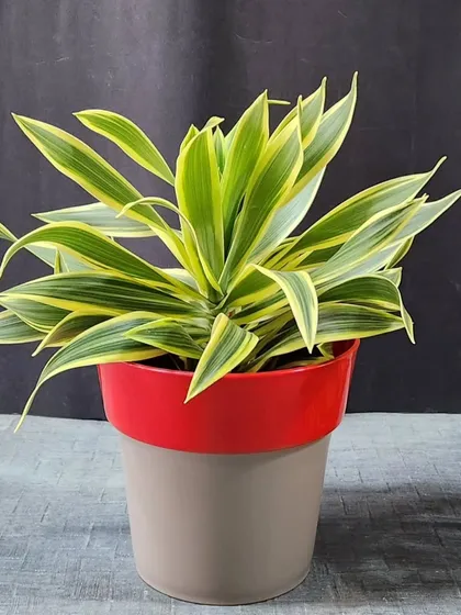 A beautiful Dracaena 'Song of India' plant in a two tone pot. This plant is a great air purifier and adds a dramatic touch with its yellow and green striped leaves.