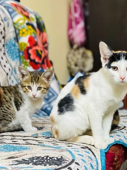 Two beautiful kittens, a calico and a tabby, posing for the camera. They quickly become part of our big, mixed family, getting comfortable around other cats and dogs.