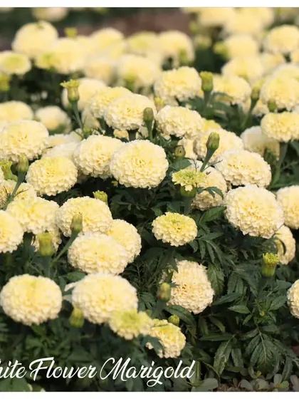 For a more subtle and elegant look, try the White Flower Marigold. Its creamy white blooms are a beautiful and less common addition to any flower bed.