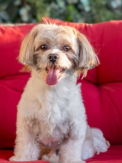 Meet Milo! This adorable Shih Tzu is full of personality and has a special devotion to his mama. A perfect introduction to a wonderful shoot.