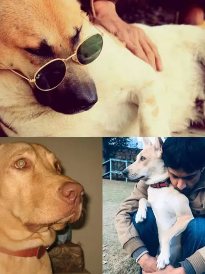 A tribute to our beloved trio on their birthday. These dogs are the heart and soul of Barks and Meows.
