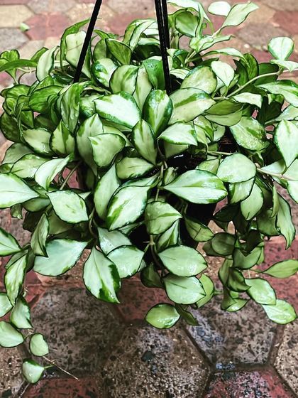 Rare Finds & Collector's Corner photo 9