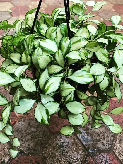 The Hoya Heuschkeliana 'Variegata' is a beautiful and rare trailing plant. Its waxy leaves with creamy white edges make it a stunning addition to a hanging basket or a shelf where its vines can cascade down.