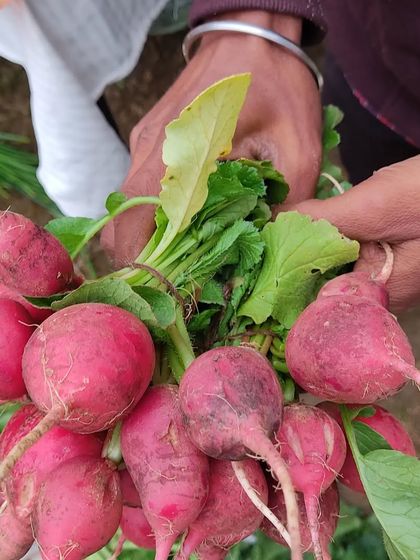 A farmer's hands holding a freshly picked bunch of round red radishes.