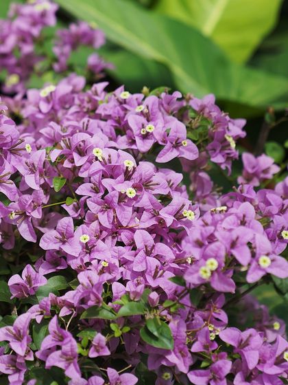 A close-up of purple Bougainvillea in full bloom. We advise our clients that these plants thrive on a bit of neglect; they just need sun, dry soil, and an occasional feed.