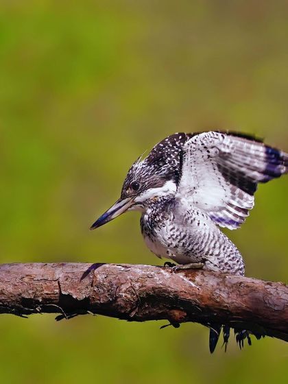 A Crested Kingfisher on a branch, ruffling its wings. The motion and the bird's alert posture are captured against a soft green background.