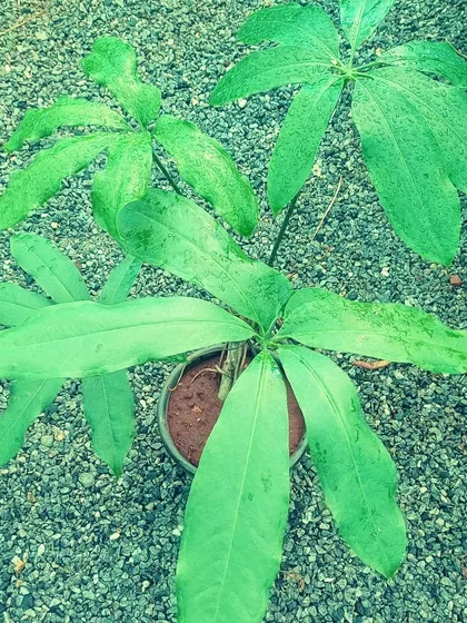 The Anthurium digitatum is a rare species with unique palmate leaves, where the foliage splits into finger-like sections. It's an interesting and unusual variety for the dedicated anthurium collector.