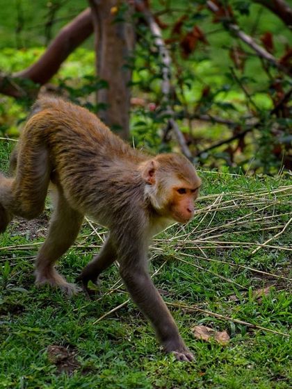 Manya Upadhyay - Travel & Documentary Photography Wildlife Encounters photo 44