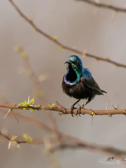 A male Purple Sunbird showing off its iridescent throat patch.