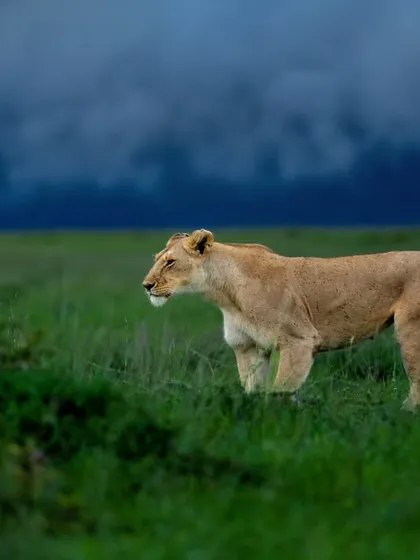 A lioness on the prowl, with the dramatic dark clouds of an approaching storm creating a moody backdrop.