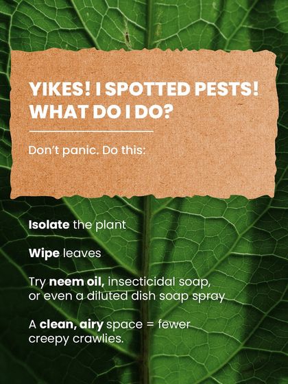 Spotted pests? Don't panic! The first step is to isolate the plant. We recommend trying natural remedies like neem oil or insecticidal soap to keep your plants healthy.