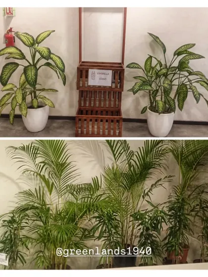Different plant arrangements for an MNC client. The top image shows Dieffenbachia plants in white ceramic pots, while the bottom shows a dense arrangement of Areca Palms to fill a larger corner space.