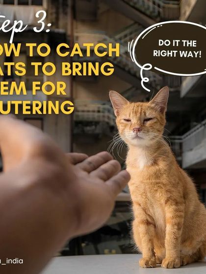 Cupa - Spay/Neuter & Animal Birth Control A Guide for Community Caregivers photo 8