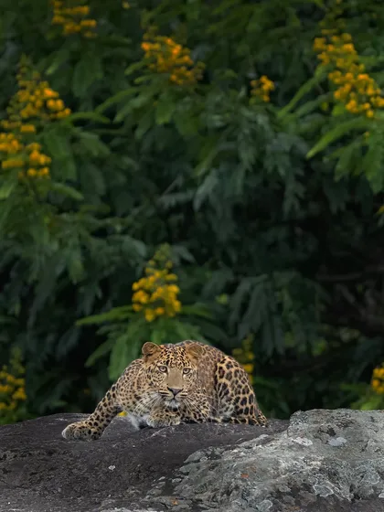 A leopard, the master of stealth, pauses on a rock in Bandipur. My tours focus on reading the landscape and animal behavior to find and photograph these elusive predators in their natural element.