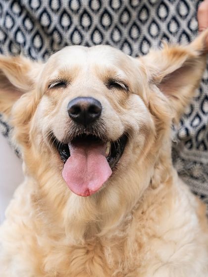 Pragalbh - Fine Art Pet Photography Outdoor Adventures photo 3