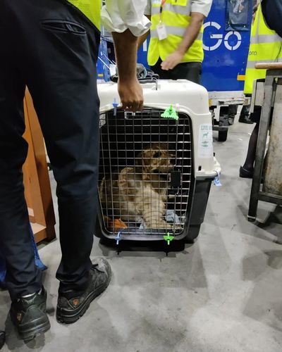 Domestic Pet Relocation
