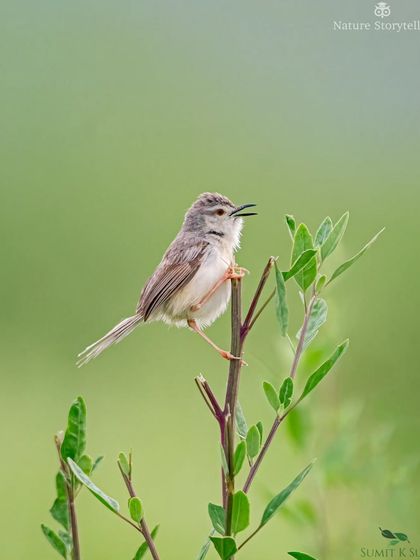 A Plain Prinia, or 'Phoodki', singing its heart out. These small, chirpy birds are tough to photograph as they never stay still for long.