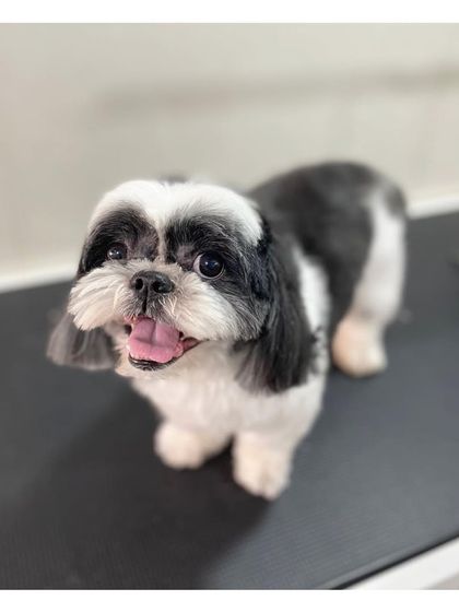 Furrybells Pet Grooming - Pet Grooming (Dogs & Cats) Breed-Specific Dog Styles photo 79