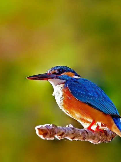 A Common Kingfisher is perched on a sunlit branch. The beautiful backlighting and soft green background create a warm and idyllic portrait of this iconic bird.
