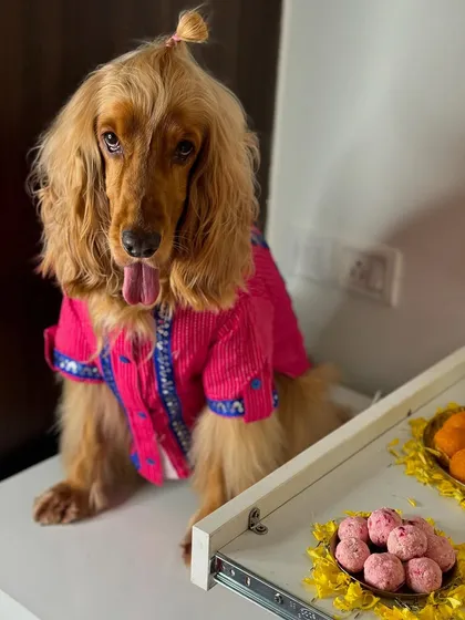 Posto looking dapper in his pink kurta for Ganesh Chaturthi, patiently waiting for his share of the prasad.