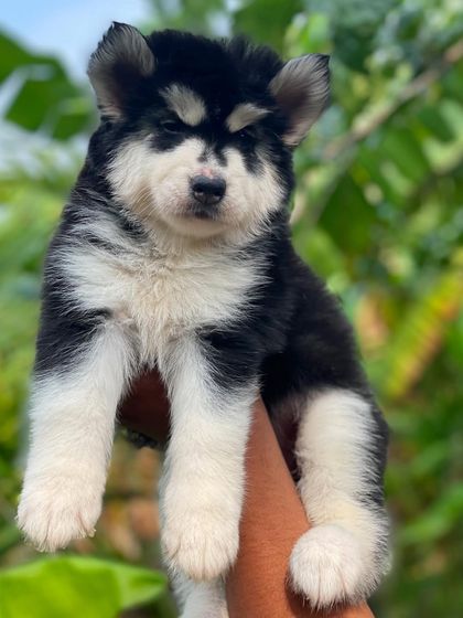 Another angle of this impressive black and white Husky puppy, showing his strong paws and chest. A very well-put-together pup.