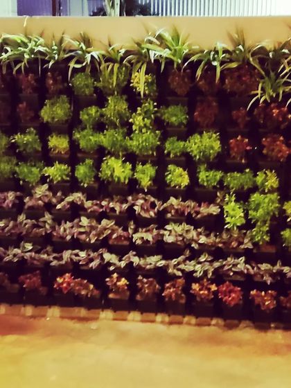 A vertical garden at night, showing how the colors and textures of the plants remain a strong feature even in low light. Proper placement can make them a focal point day and night.